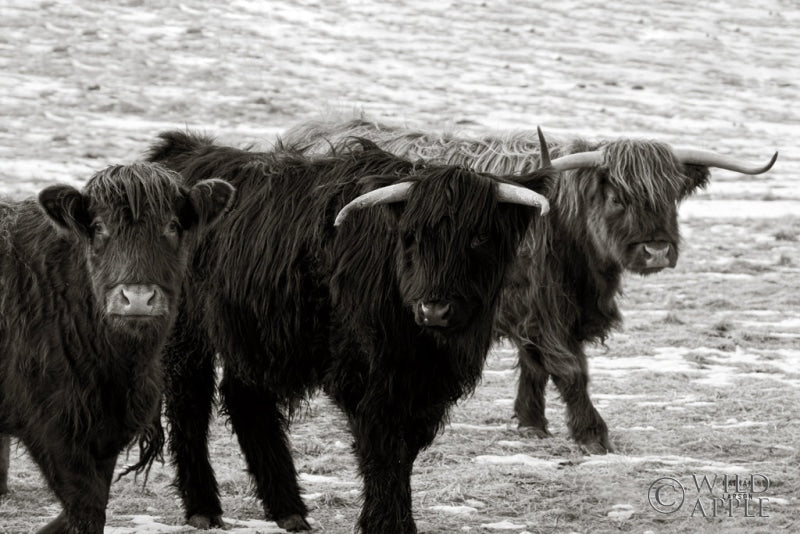 Three Amigos BW