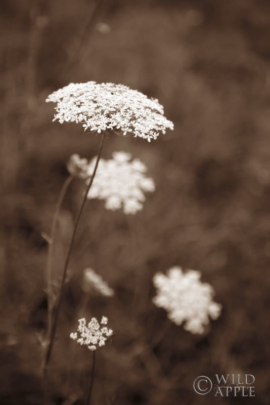 Wild Queen Anne’s Lace Art Design & shops wall hanging (10x8)