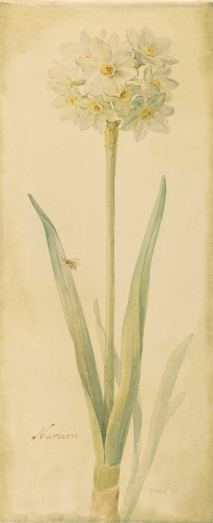 Reproduction of Botanical Narcisse by Danhui Nai - Wall Decor Art