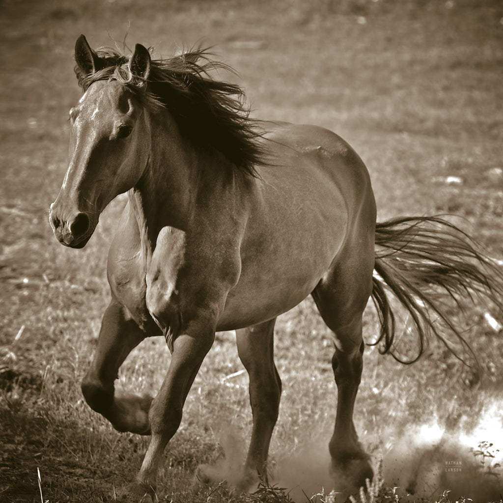 Reproduction of Horse Runner Sepia by Nathan Larson - Wall Decor Art