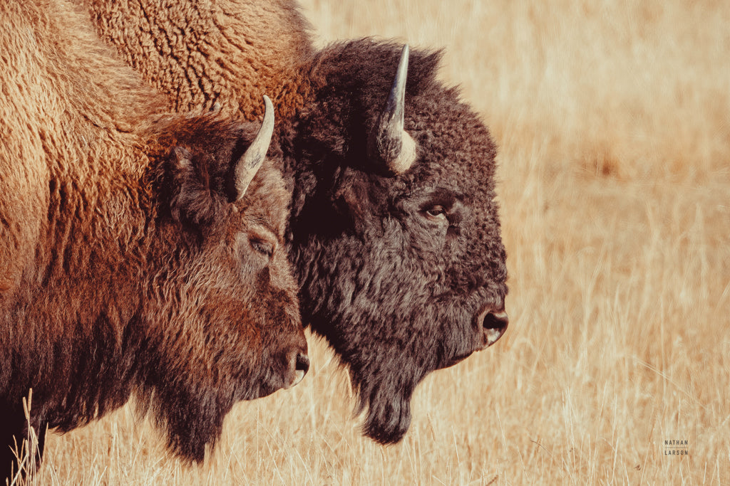 Reproduction of Bison Pair by Nathan Larson - Wall Decor Art