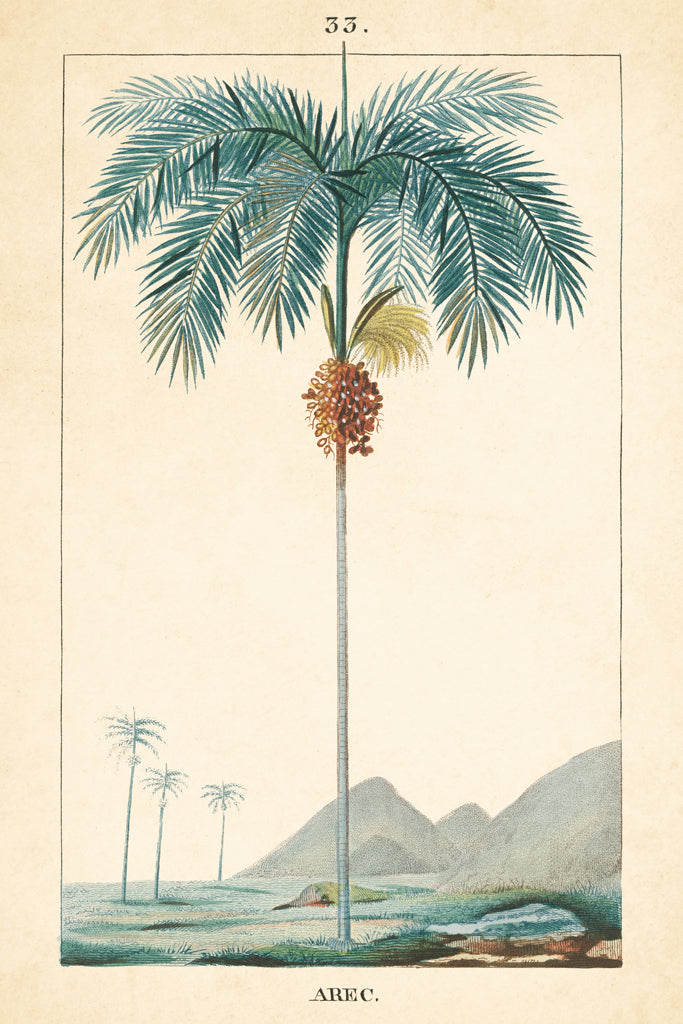 Reproduction of Palm Tree by Wild Apple Portfolio - Wall Decor Art