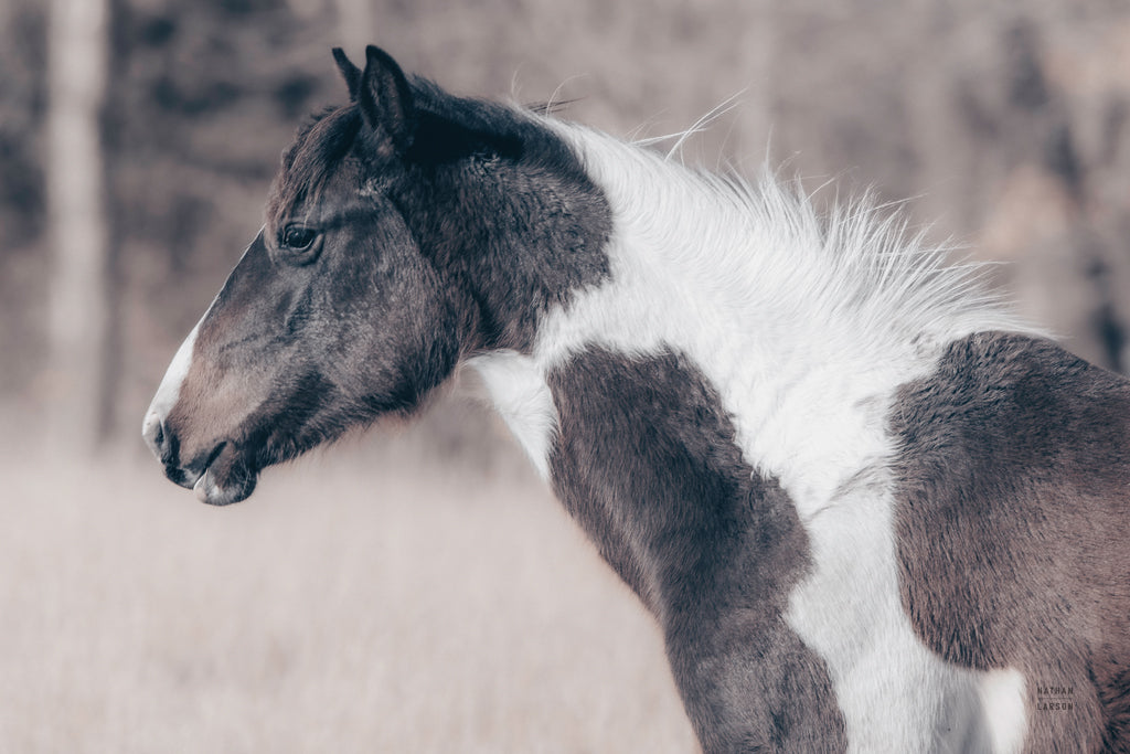 Reproduction of Horse Profile Tones by Nathan Larson - Wall Decor Art