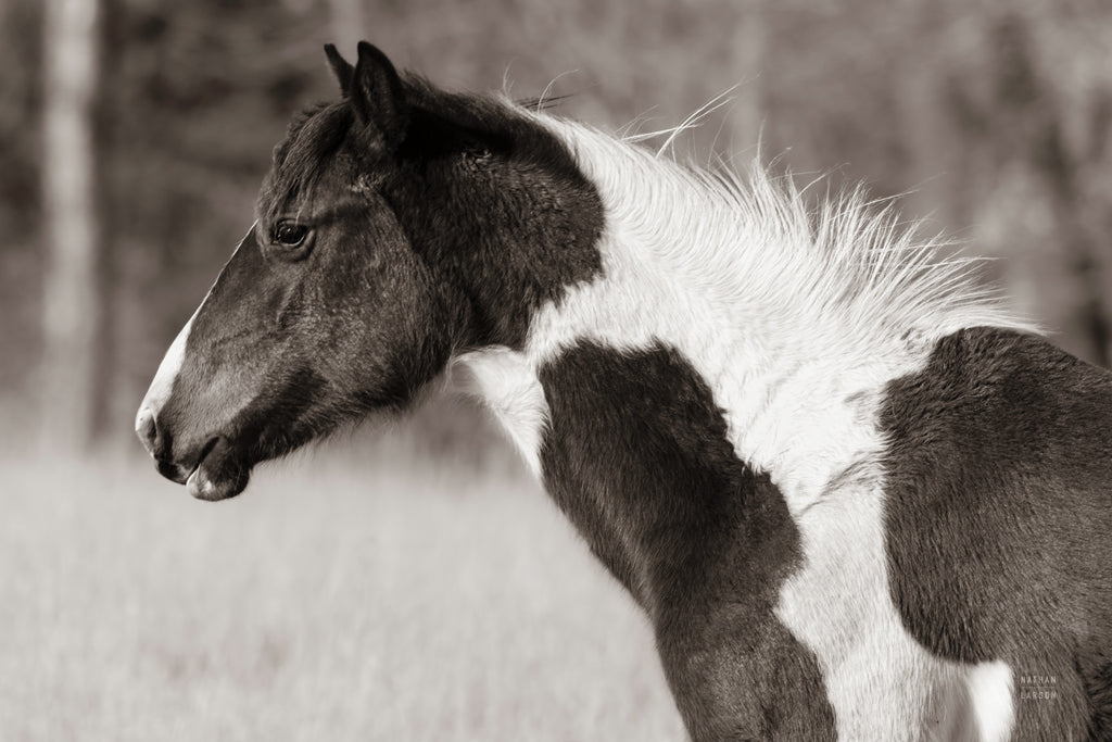 Reproduction of Horse Profile Sepia by Nathan Larson - Wall Decor Art