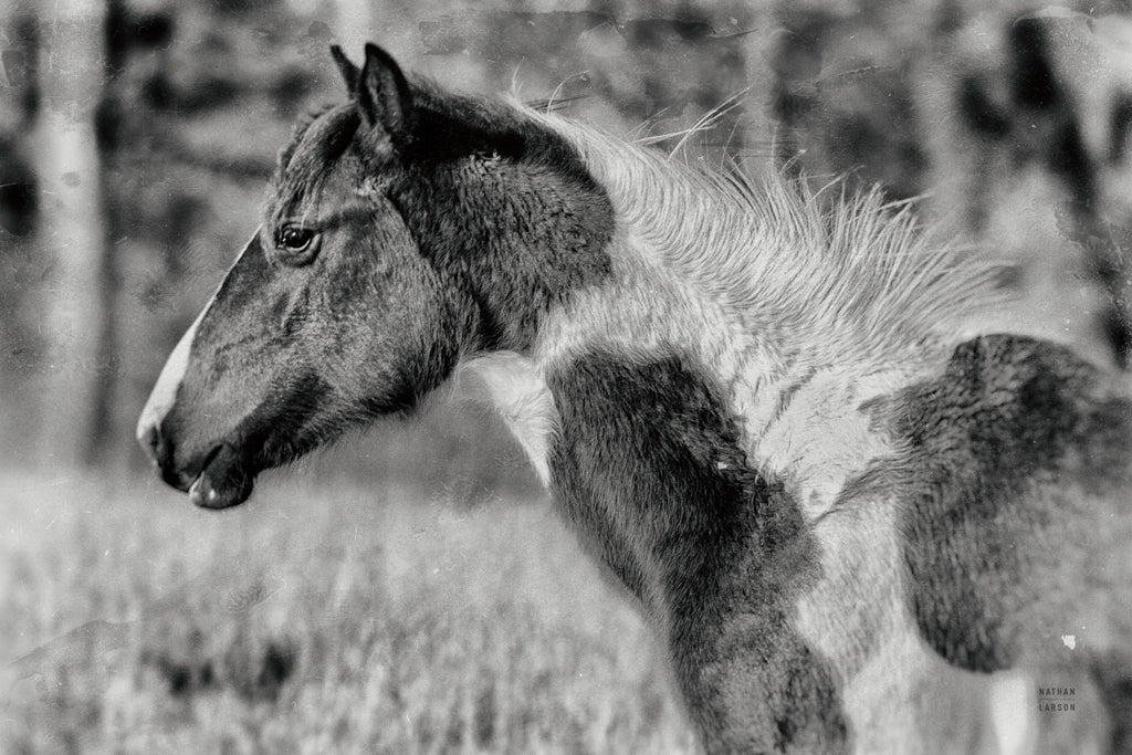 Reproduction of Horse Profile BW by Nathan Larson - Wall Decor Art