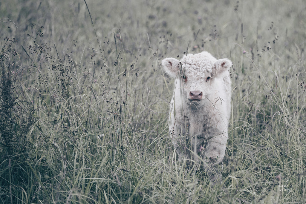 Reproduction of Meadow Calf by Nathan Larson - Wall Decor Art