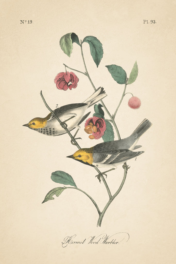 Reproduction of Vintage Warbler IV by Wild Apple Portfolio - Wall Decor Art