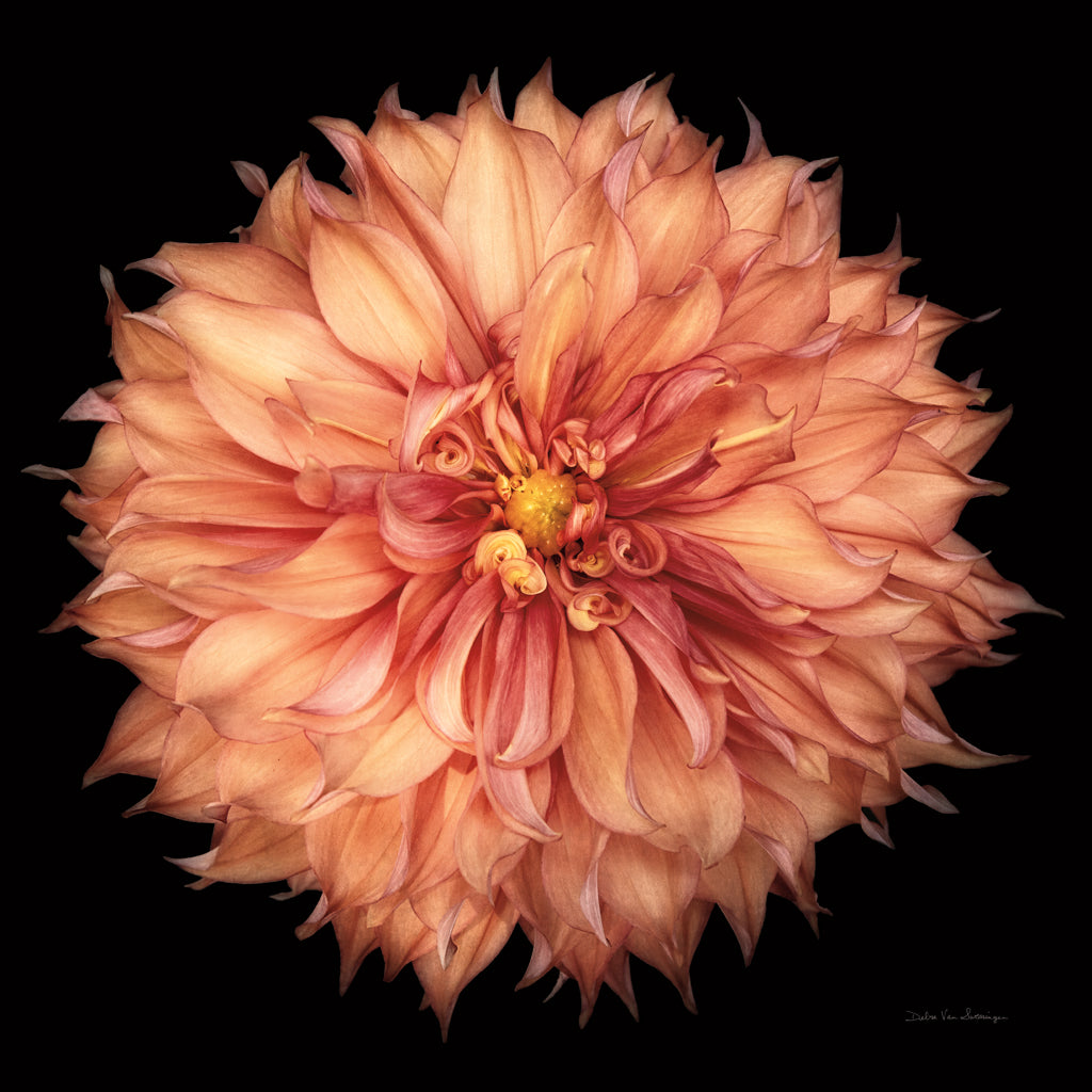 Reproduction of Dahlia I by Debra Van Swearingen - Wall Decor Art