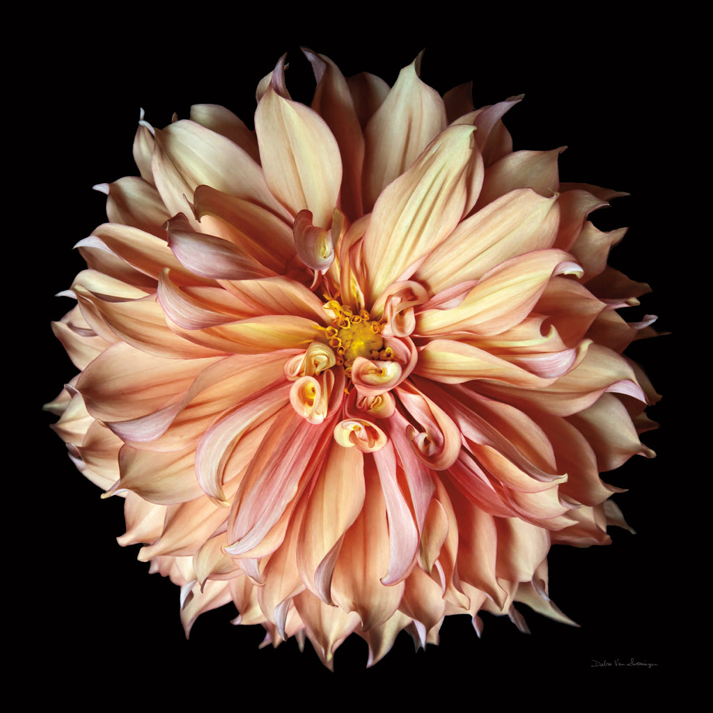 Reproduction of Dahlia II by Debra Van Swearingen - Wall Decor Art