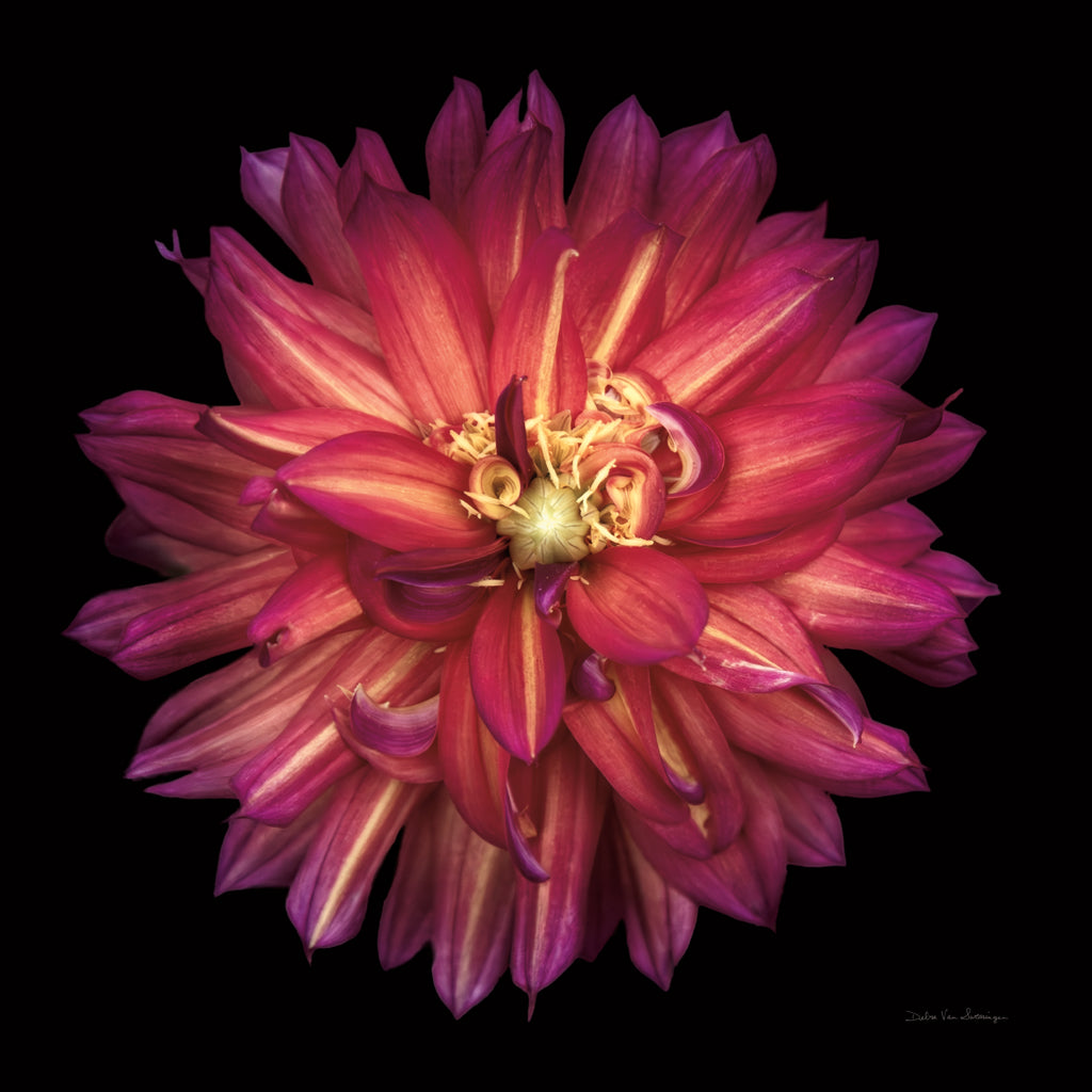 Reproduction of Dahlia III by Debra Van Swearingen - Wall Decor Art