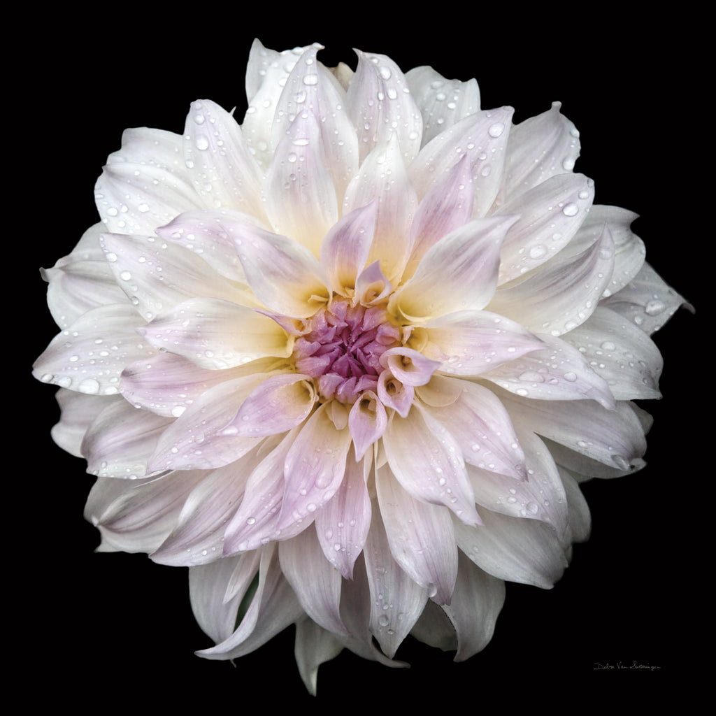 Reproduction of Dahlia IV by Debra Van Swearingen - Wall Decor Art