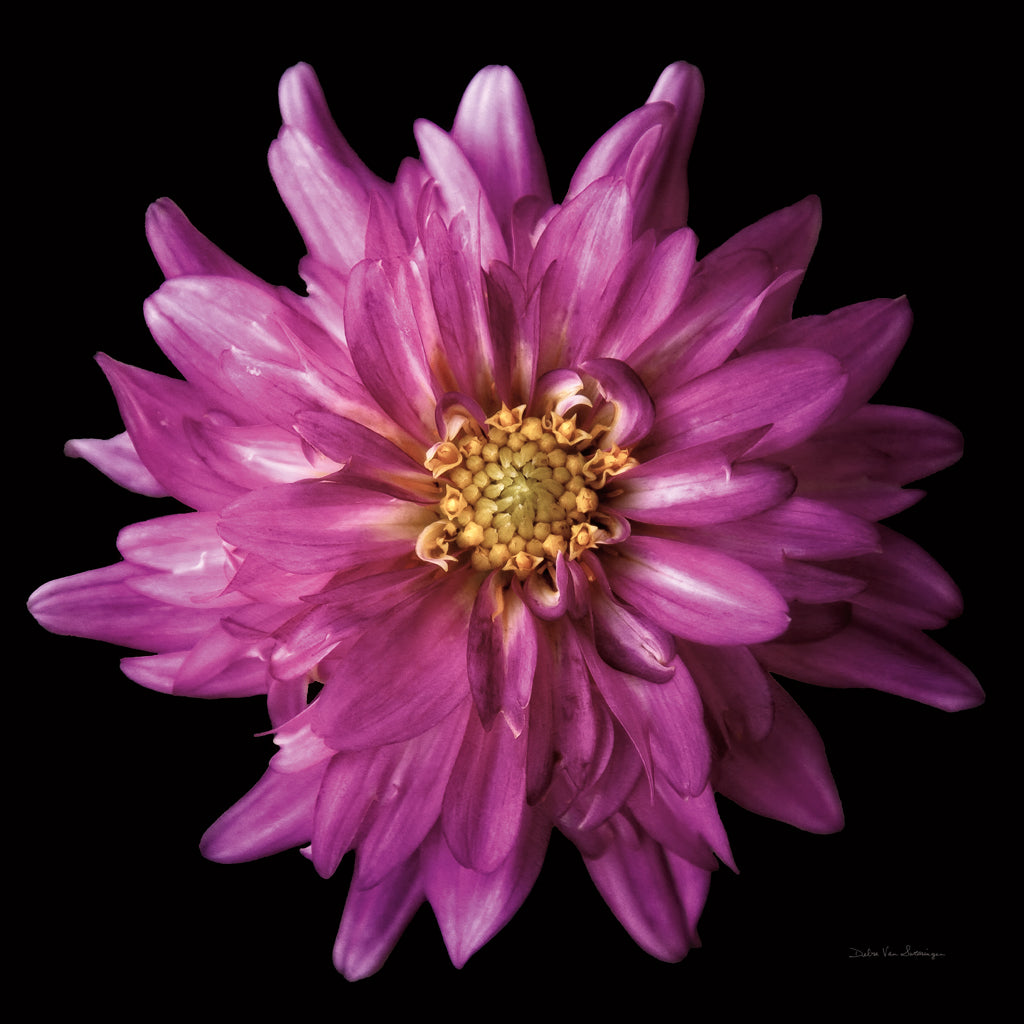 Reproduction of Dahlia V by Debra Van Swearingen - Wall Decor Art