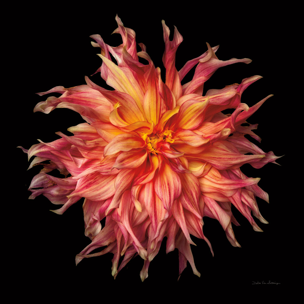 Reproduction of Dahlia VI by Debra Van Swearingen - Wall Decor Art