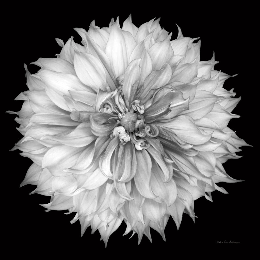 Reproduction of Dahlia I BW by Debra Van Swearingen - Wall Decor Art