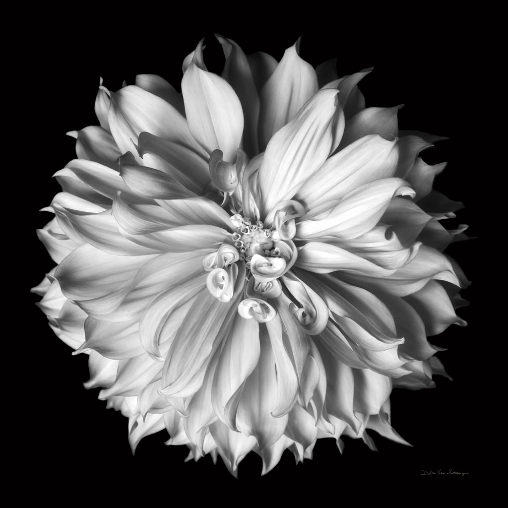 Reproduction of Dahlia II BW by Debra Van Swearingen - Wall Decor Art