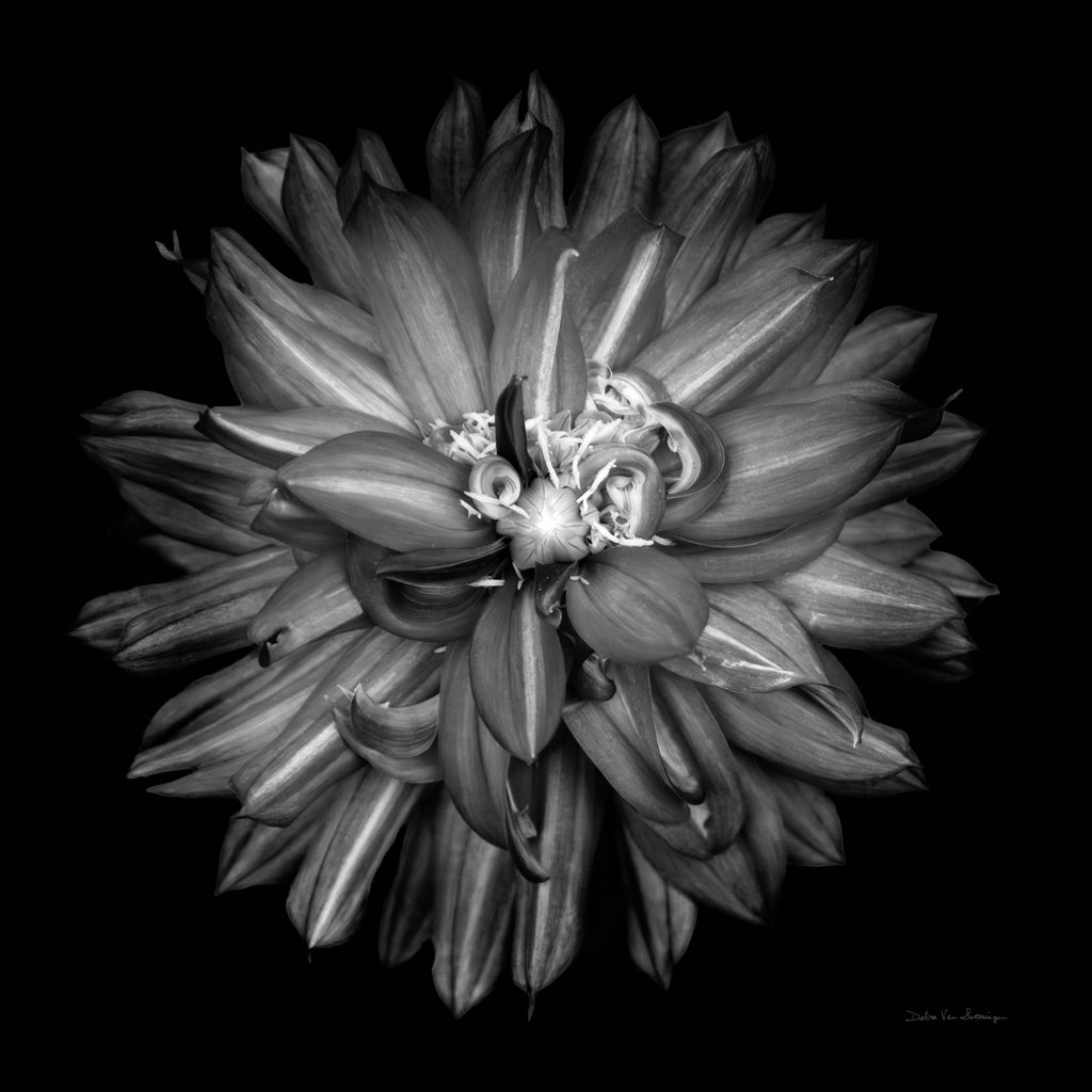 Reproduction of Dahlia III BW by Debra Van Swearingen - Wall Decor Art