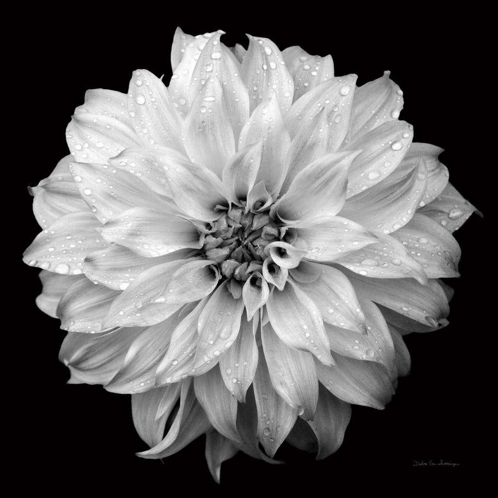 Reproduction of Dahlia IV BW by Debra Van Swearingen - Wall Decor Art