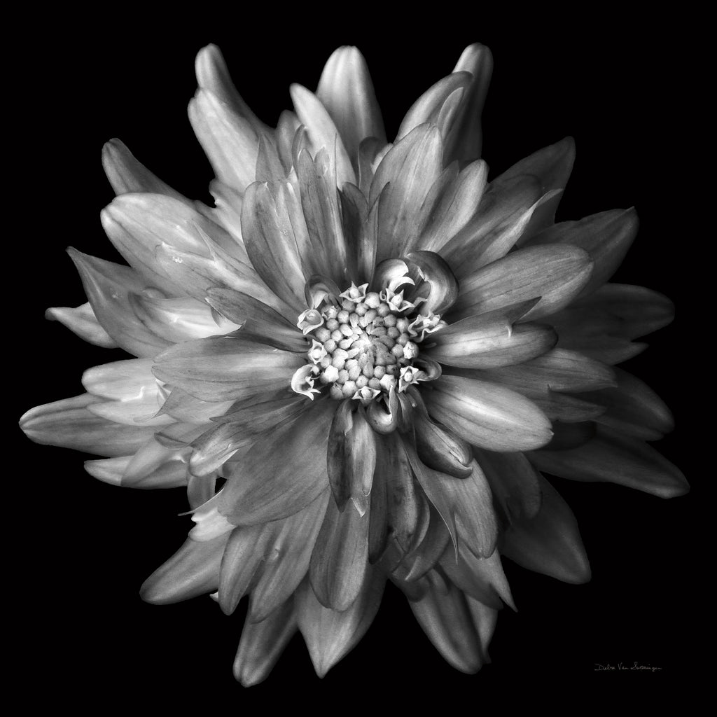 Reproduction of Dahlia V BW by Debra Van Swearingen - Wall Decor Art