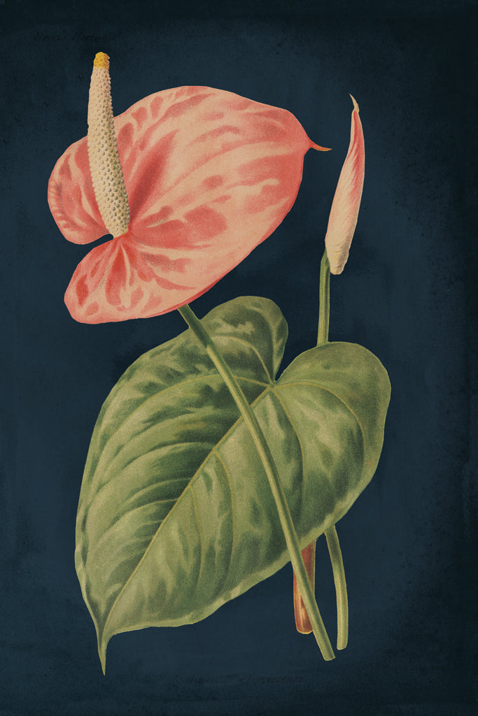 Reproduction of Anthurium Ferrierense Dark Blue No Words by Wild Apple Portfolio - Wall Decor Art