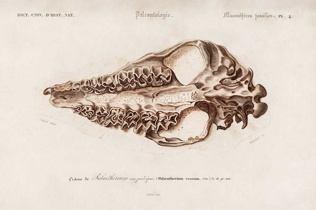 Reproduction of Palaeotherium Illustrated by Wild Apple Portfolio - Wall Decor Art