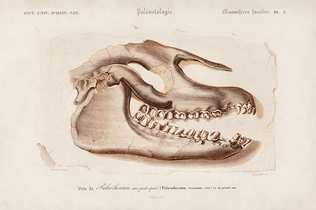 Reproduction of Palaeotherium Skull Illustrated by Wild Apple Portfolio - Wall Decor Art