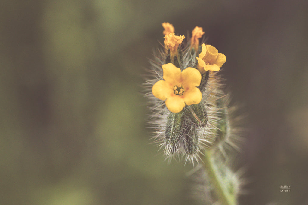 Reproduction of Common Fiddleneck by Nathan Larson - Wall Decor Art