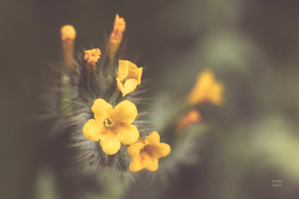 Reproduction of Common Fiddleneck II by Nathan Larson - Wall Decor Art