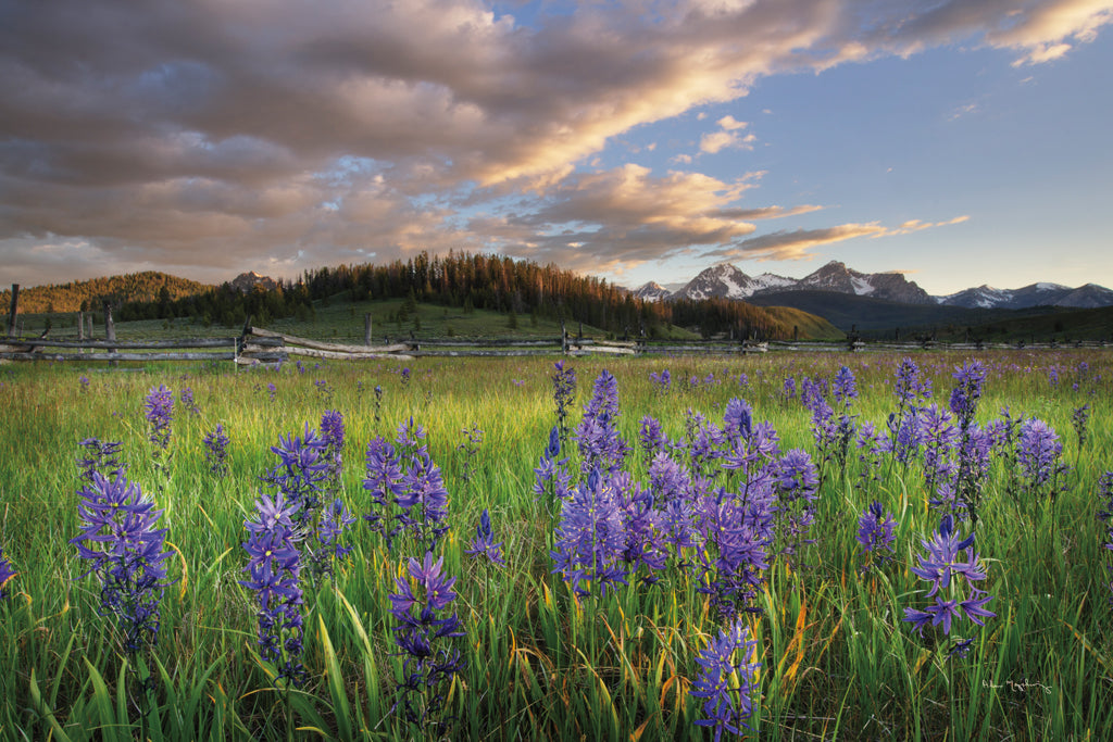 Reproduction of Camas Meadows by Alan Majchrowicz - Wall Decor Art