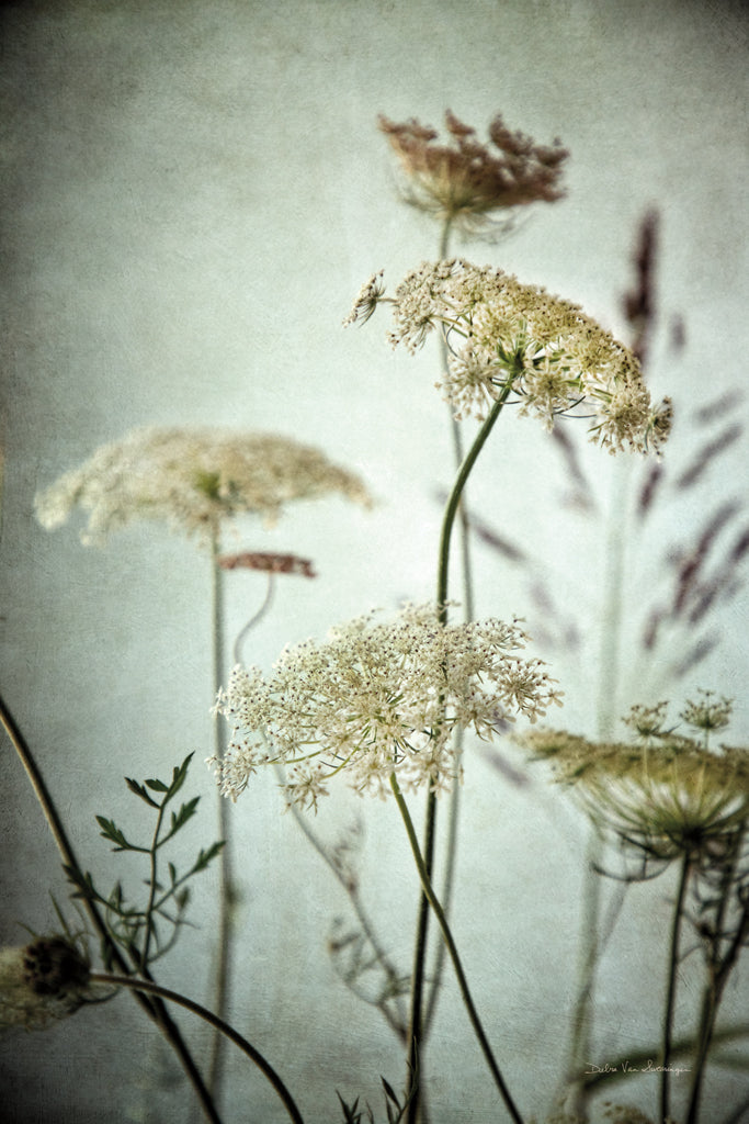 Reproduction of Queen Annes Lace Up Close I by Debra Van Swearingen - Wall Decor Art