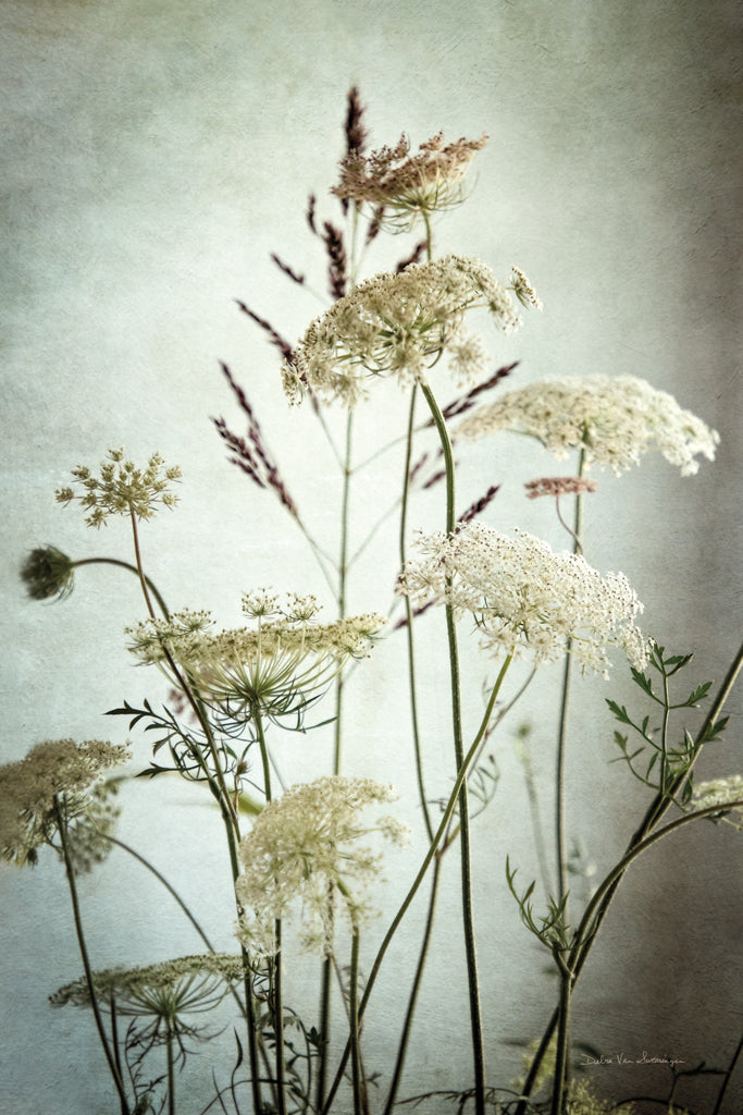 Reproduction of Queen Annes Lace Up Close II by Debra Van Swearingen - Wall Decor Art