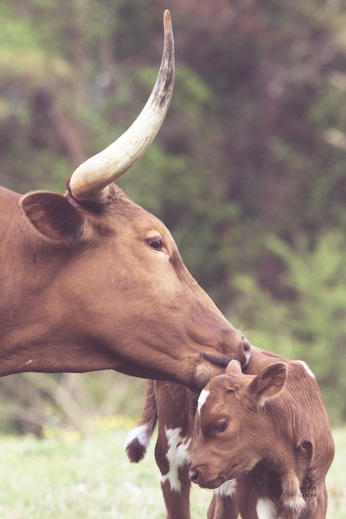 Reproduction of Longhorn Pair by Nathan Larson - Wall Decor Art