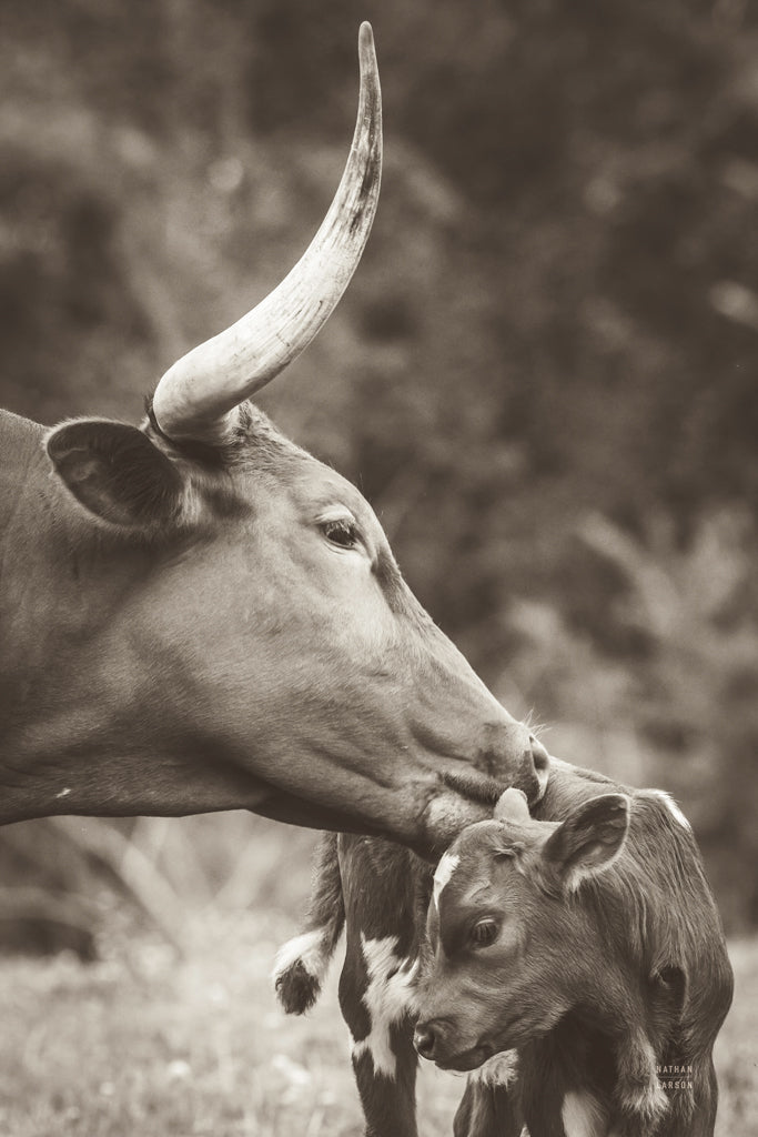 Reproduction of Longhorn Pair Sepia by Nathan Larson - Wall Decor Art