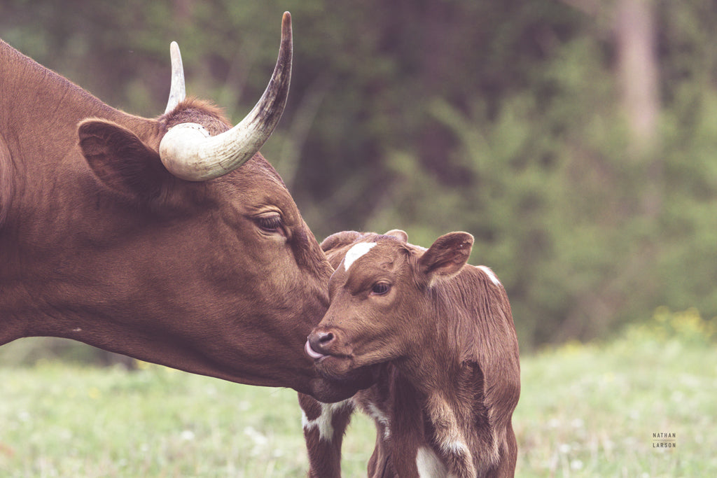 Reproduction of Longhorn Kiss by Nathan Larson - Wall Decor Art