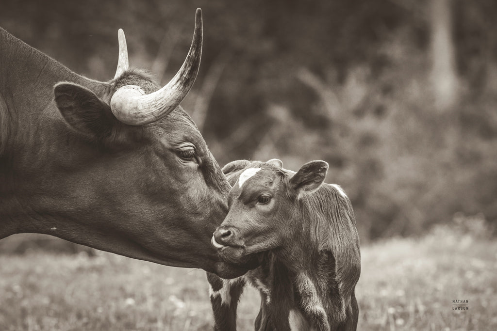 Reproduction of Longhorn Kiss Sepia by Nathan Larson - Wall Decor Art