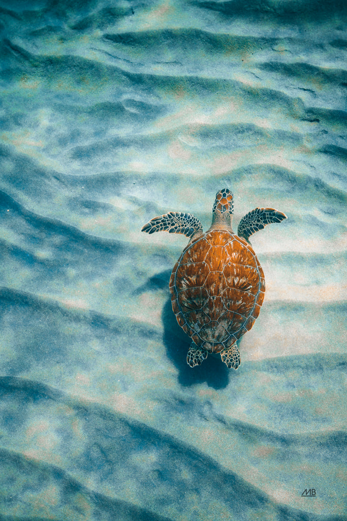 Reproduction of Sandbar Sea Turtle I by Max Blakesberg Studios - Wall Decor Art