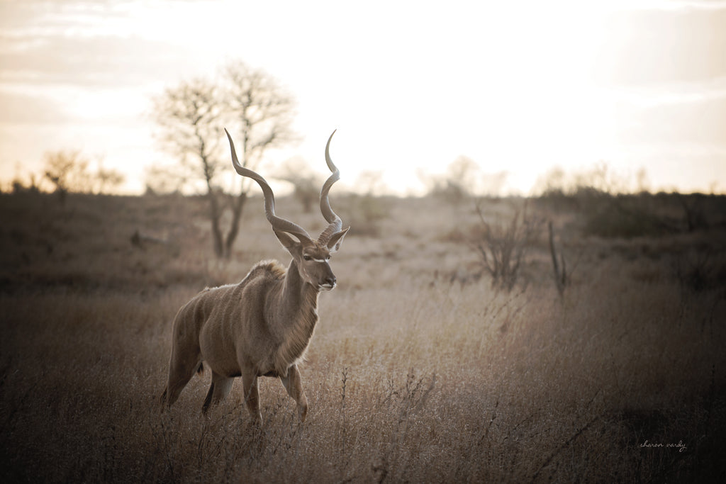 Reproduction of Kudu Bull by Sharon Vardy - Wall Decor Art