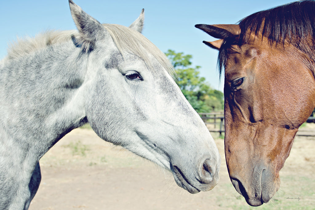 Reproduction of Two Horses by Sharon Vardy - Wall Decor Art