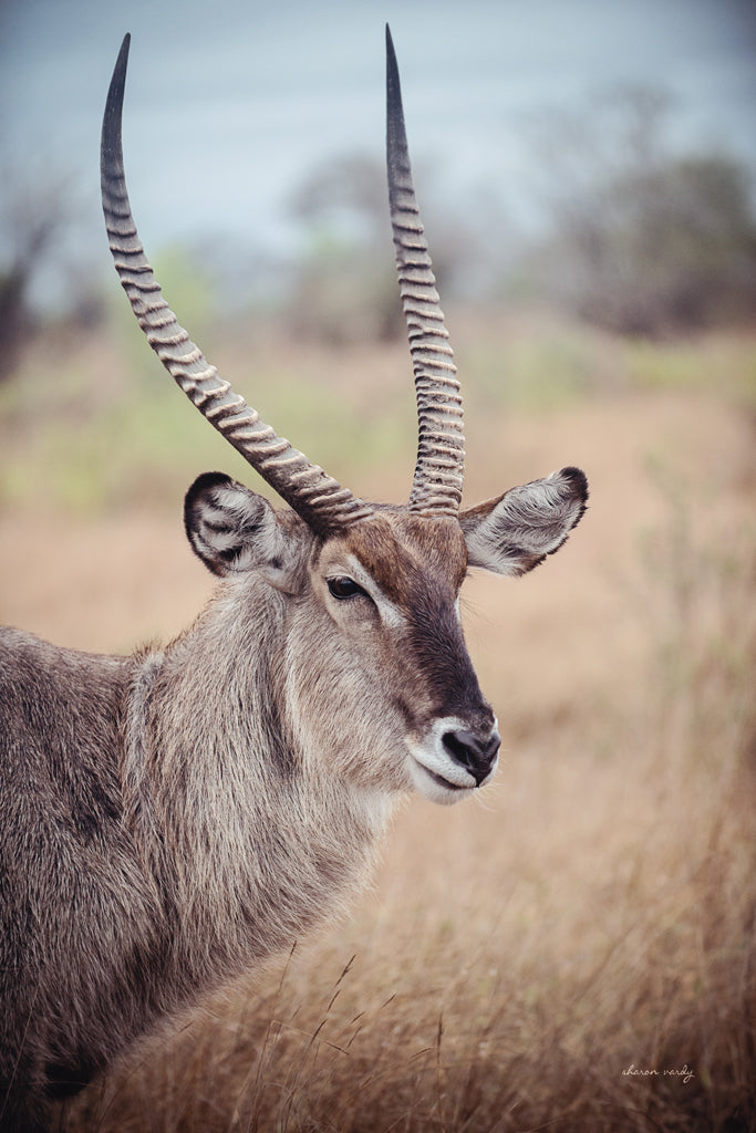 Reproduction of Waterbuck Portrait by Sharon Vardy - Wall Decor Art