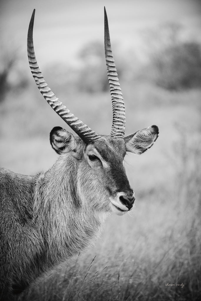 Reproduction of Waterbuck Portrait BW by Sharon Vardy - Wall Decor Art