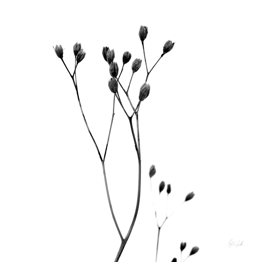 Reproduction of Buds III by Deborah Revell - Wall Decor Art