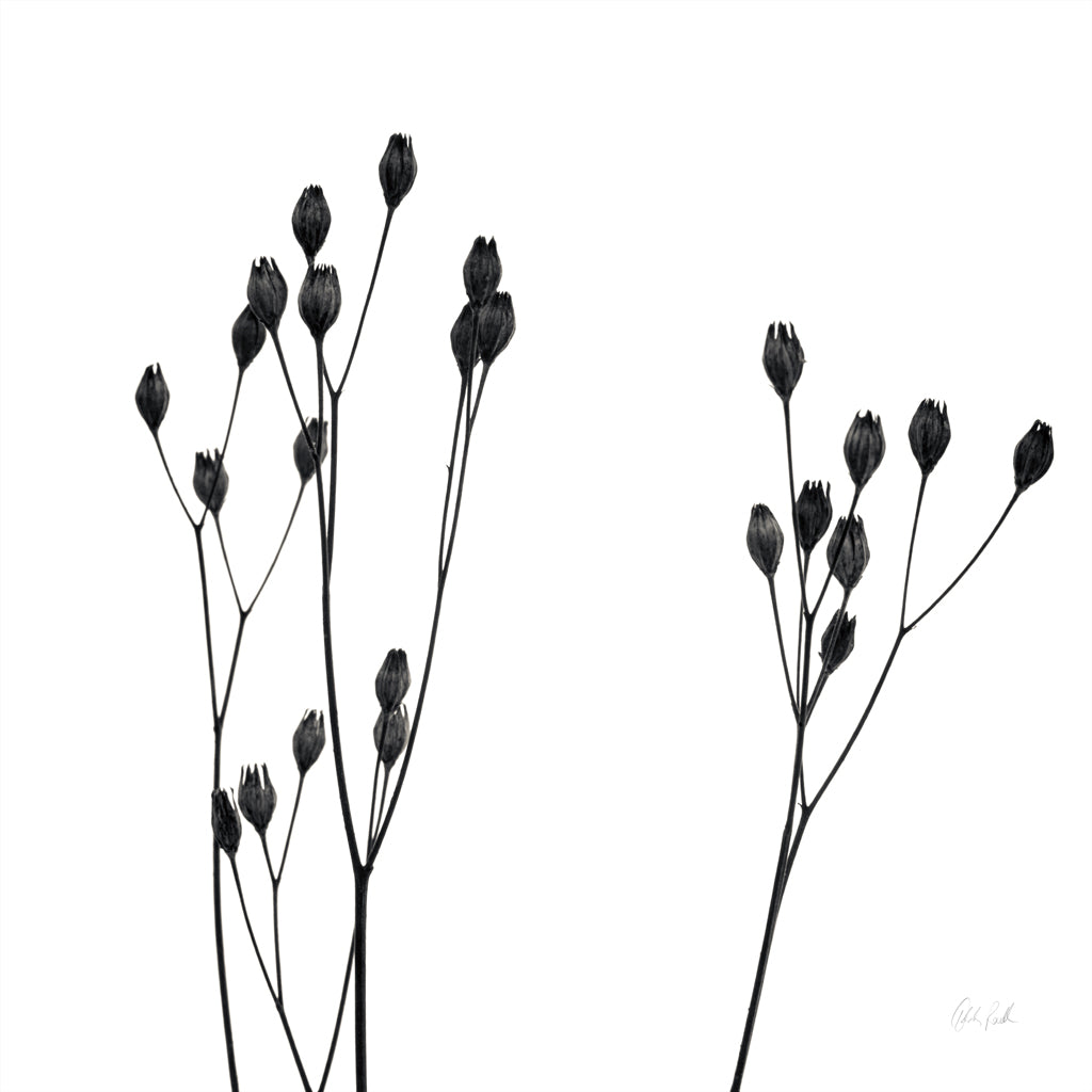 Reproduction of Buds IV by Deborah Revell - Wall Decor Art