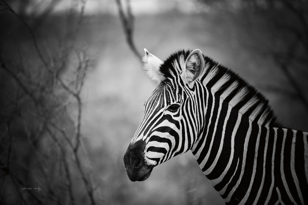 Reproduction of Black and White Zebra by Sharon Vardy - Wall Decor Art