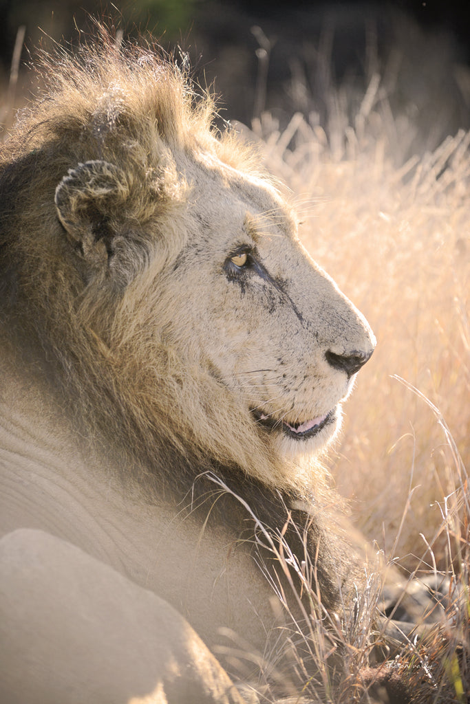 Reproduction of Old Lion by Sharon Vardy - Wall Decor Art