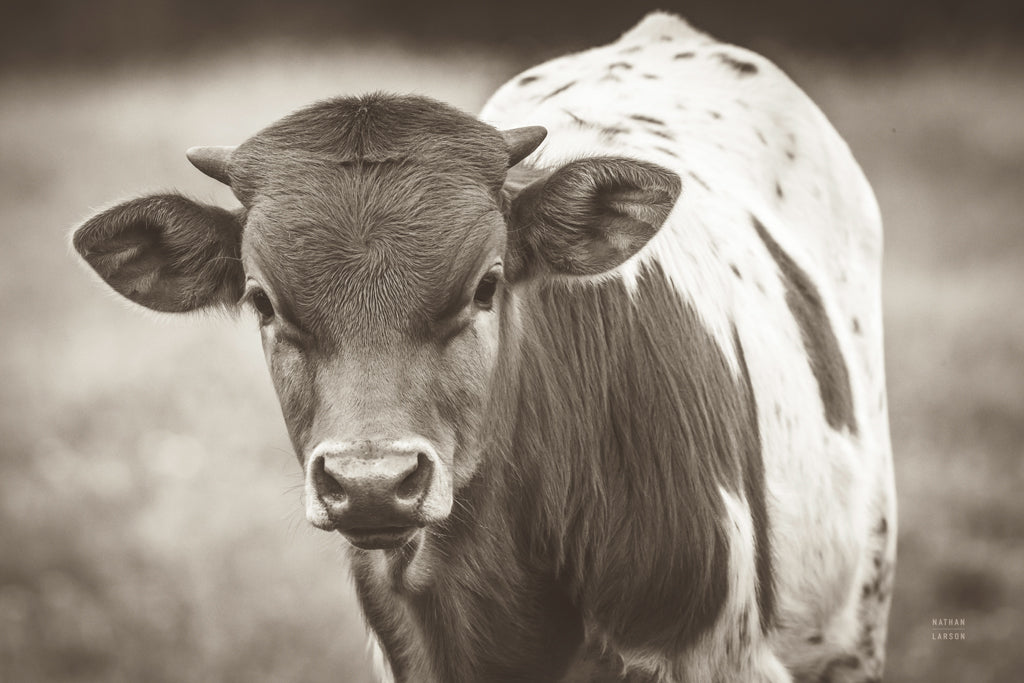 Reproduction of Little Longhorn Sepia by Nathan Larson - Wall Decor Art