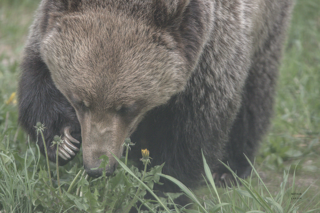 Reproduction of Grazing Grizzly by Nathan Larson - Wall Decor Art