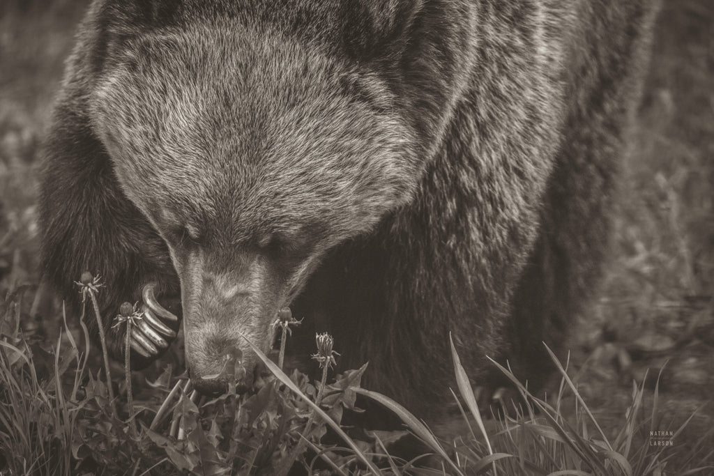 Reproduction of Grazing Grizzly Sepia by Nathan Larson - Wall Decor Art