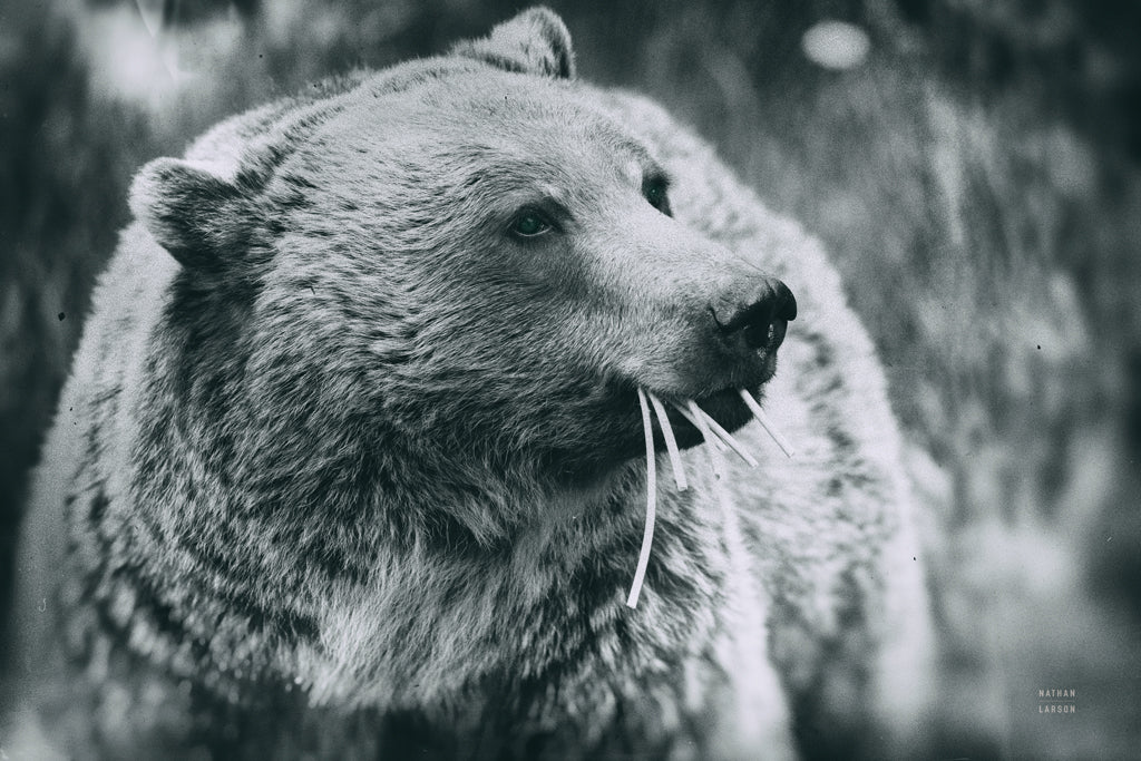 Reproduction of Grizzly Snack by Nathan Larson - Wall Decor Art