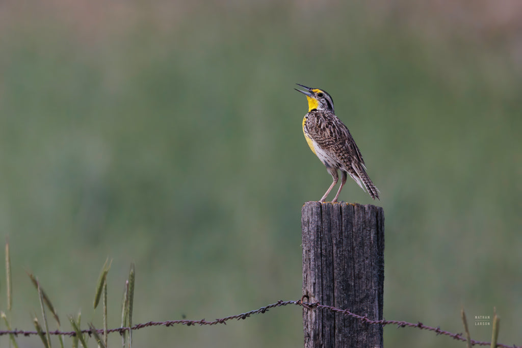 Reproduction of Western Meadowlark by Nathan Larson - Wall Decor Art