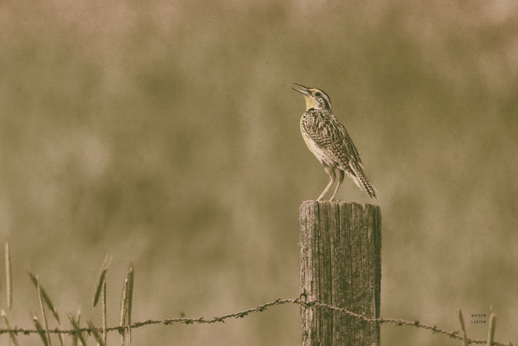 Reproduction of Western Meadowlark by Nathan Larson - Wall Decor Art