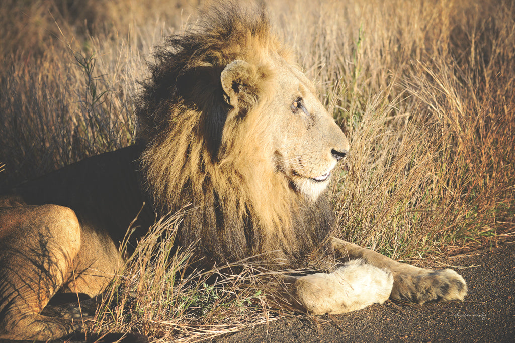 Reproduction of Golden Old Lion by Sharon Vardy - Wall Decor Art